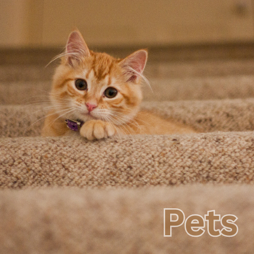 FOR PETS